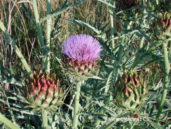 Cynara scolymus