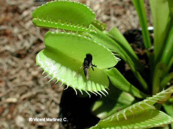 (Dionaea muscipula)