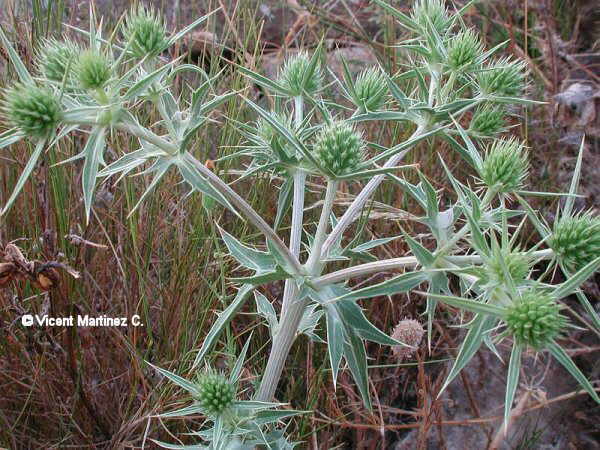 Eryngium campestre