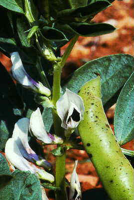 Vicia fava