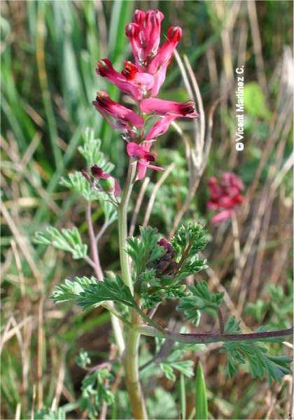 Fumaria officinalis