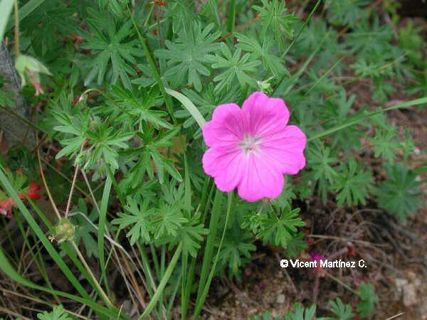 Geranium sanguineum