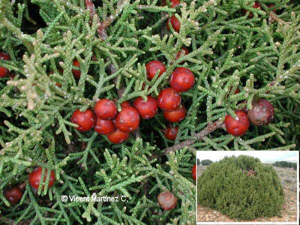 Juniperus phoenicea