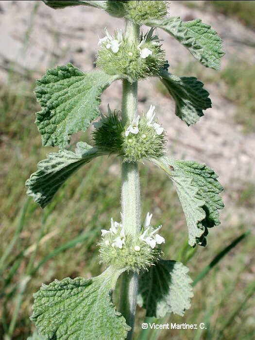 Marrubium vulgare