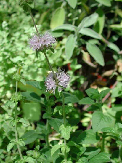 Mentha pulegium