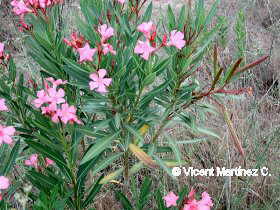 Nerium oleander