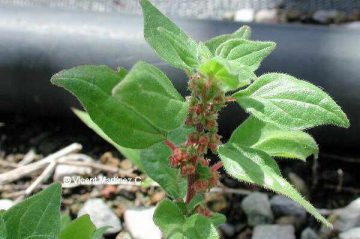 Parietaria officinalis o morella roquera