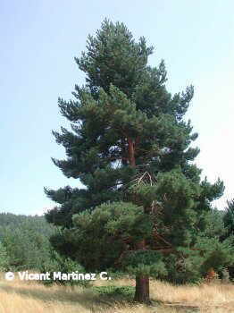 pinus sylvestris