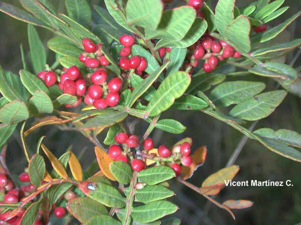 Pistacia lentiscus