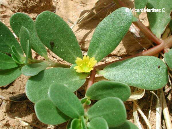 Portulaca oleracea