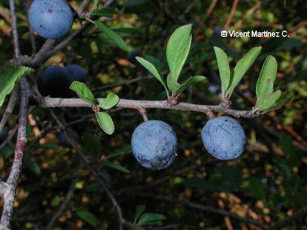 Prunus spinosa, fruits