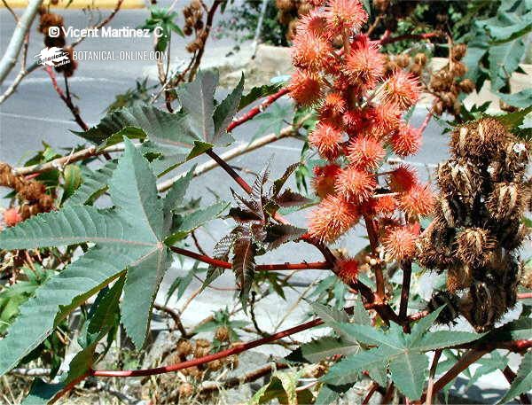 Ricinus communis