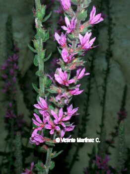 Lythrum salicaria L.