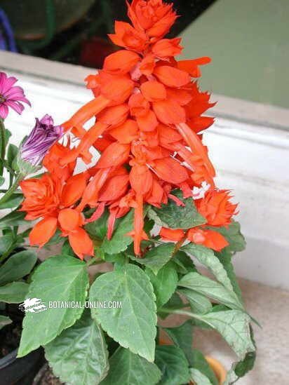 Salvia splendens