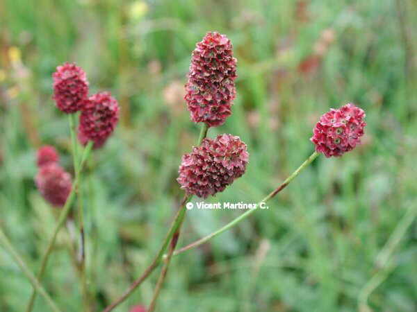 PIMPINELLA MAJOR