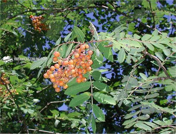 Sorbus aucuparia