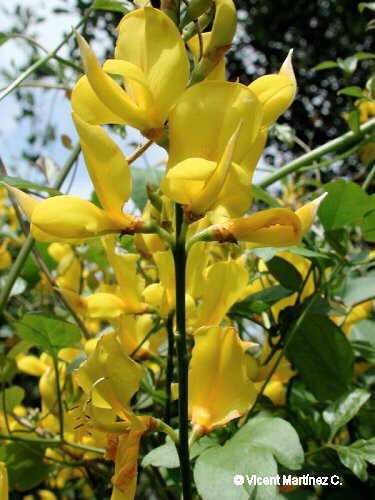 Foto de flors de ginesta