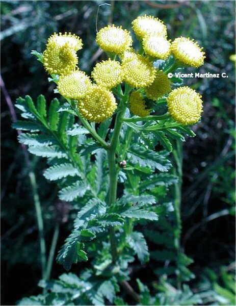 Tanacetum vulgare