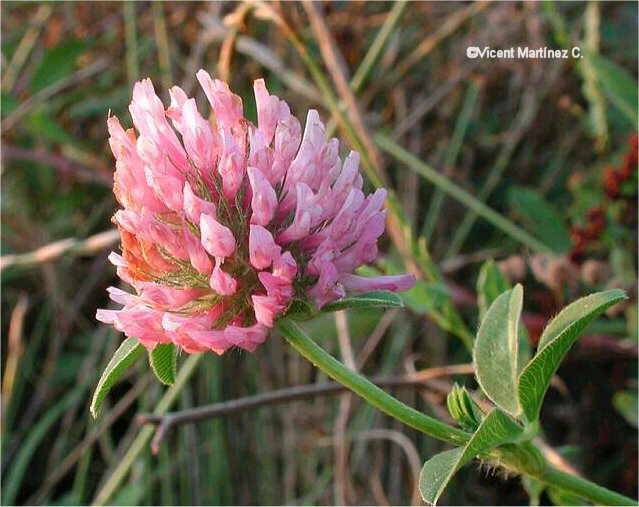 Flor concurs setembre de 2001