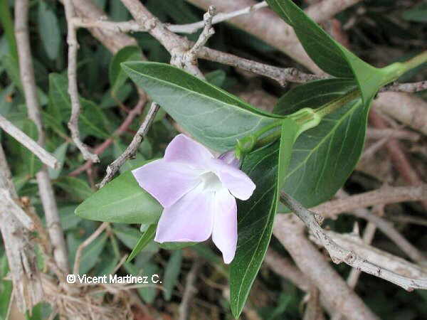 Vinca difformis