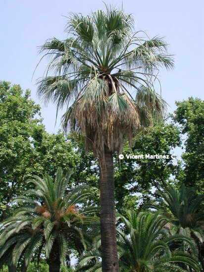 PALMERA DE CALIFÒRNIA