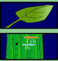 metabolisme CAM