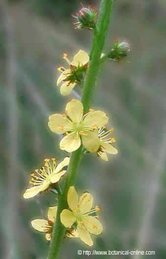 agrimonia eupatoria