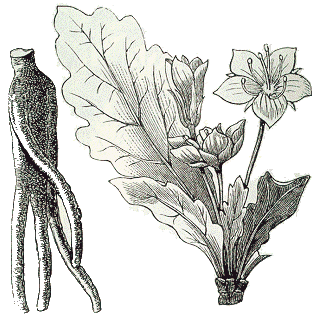 mandragora