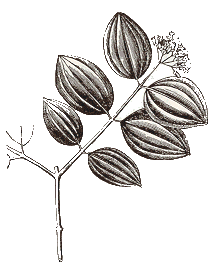 nouvomica