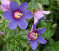 Anagallis arvensis 