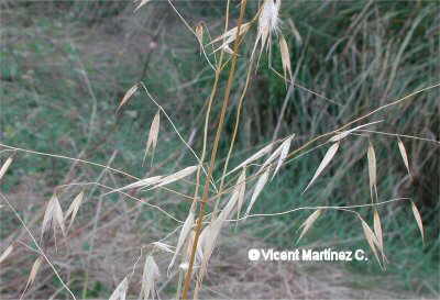 avena silvestre