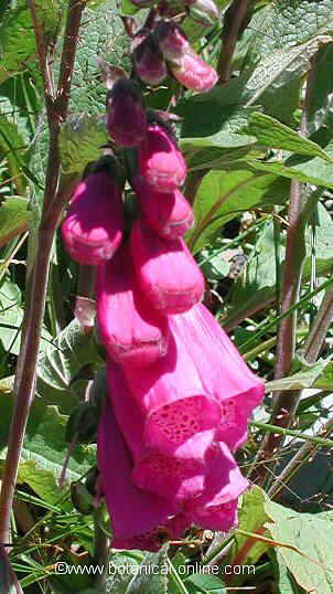 Antirrhinum majus