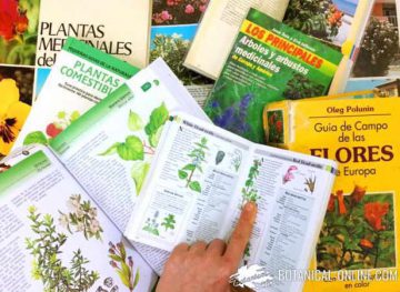botànica estudi plantes guies de camp