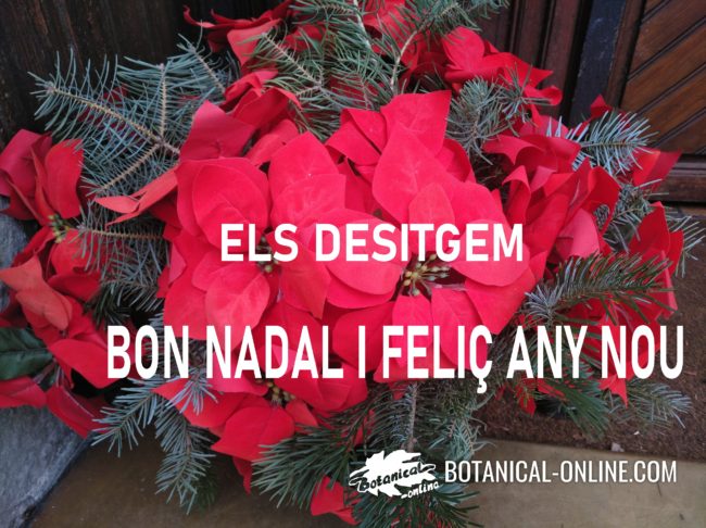 bon Nadal i un pròsper 2021.