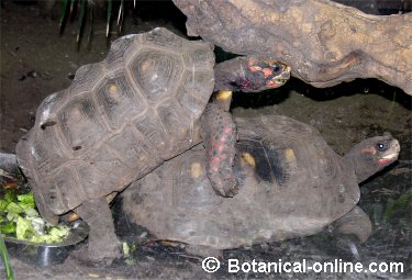 tortugues carbonàries