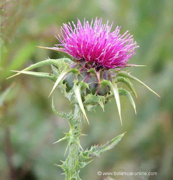 Foto de inflorescència de Silybum marianum