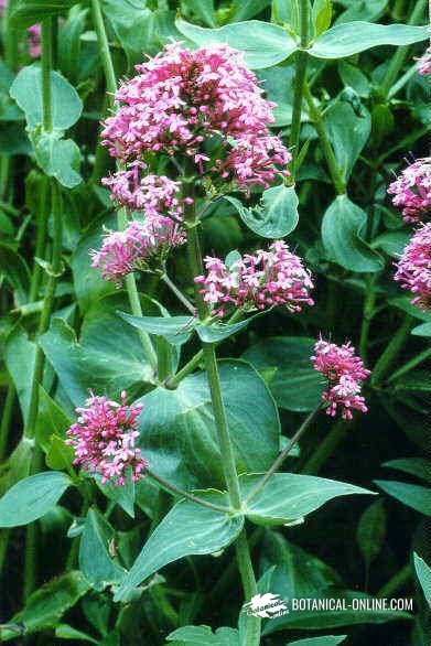 herba de Sant Jordi