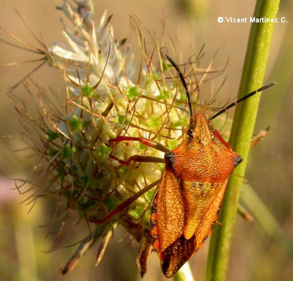 Orquidea