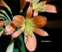 Clivia miniata ( Clívia )