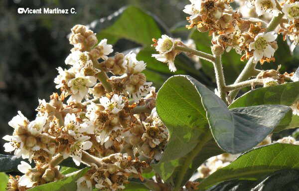 Flor concurs febrer de 2006