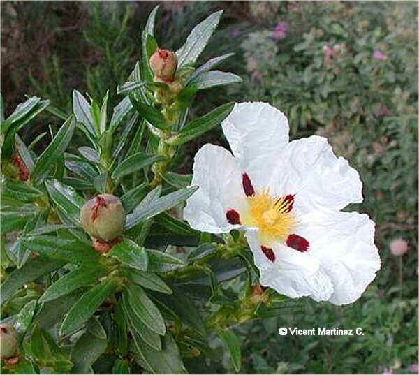 Cistus ladanifer