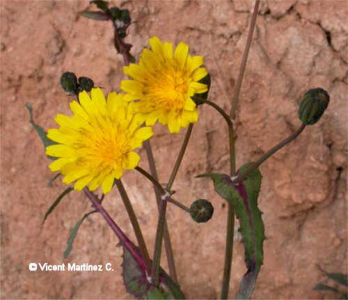 Flor concurs març de 2006