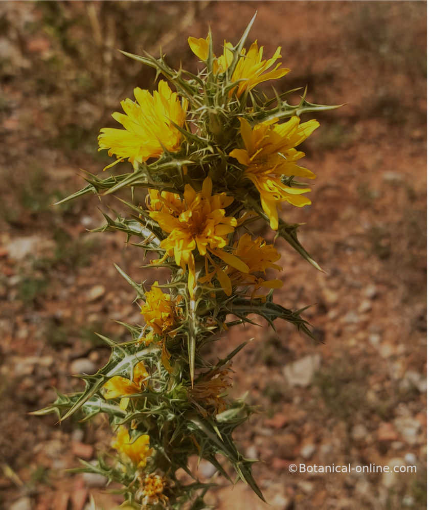 Flor concurs juliol de 2022