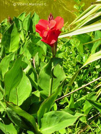 Flor concurs juliol de 2006