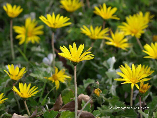 Flor concurs febrer de 2014