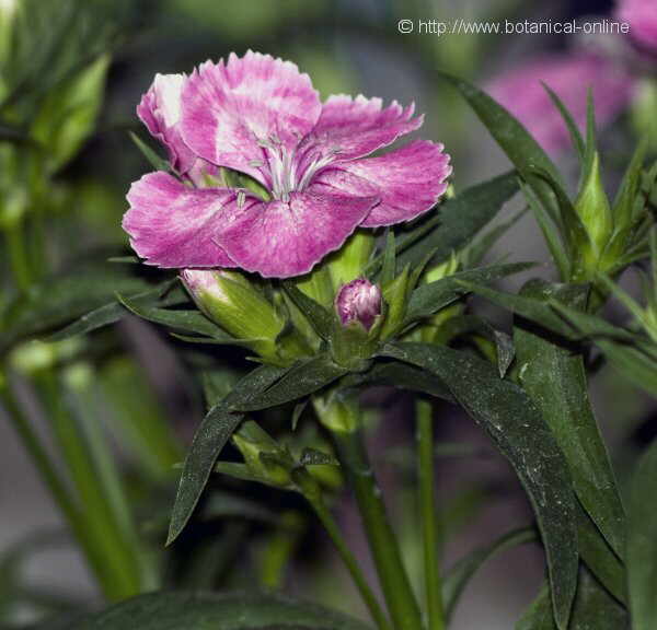 Flor concurs maig de 2008