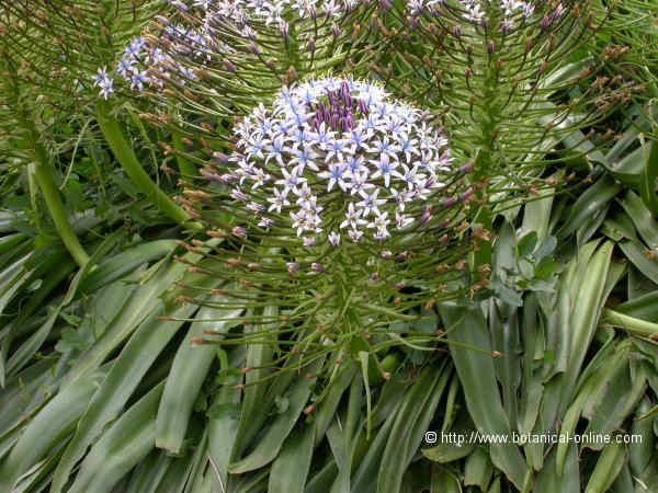 Flor concurs febrer de 2009