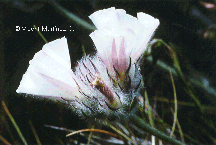 Convolvulus lanuginosus