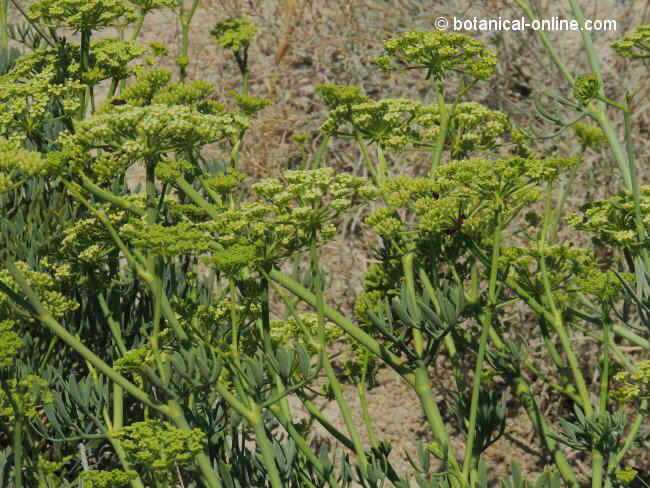 Crithmum maritimum