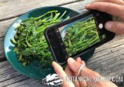 curs plantes silvestres montserrat enrich